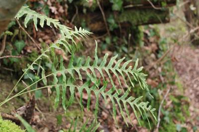 <i>Polypodium interjectum</i>