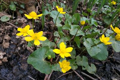 <i>Caltha palustris</i>