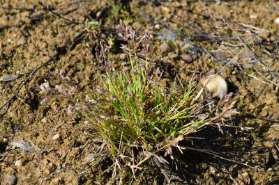 <i>Poa annua</i>