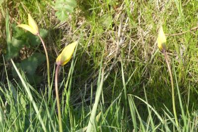 <i>Tulipa sylvestris</i>