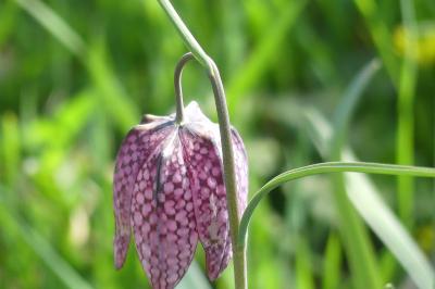 <i>Fritillaria meleagris</i>