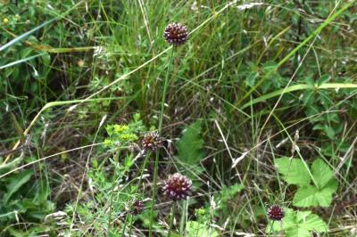 <i>Allium vineale</i>