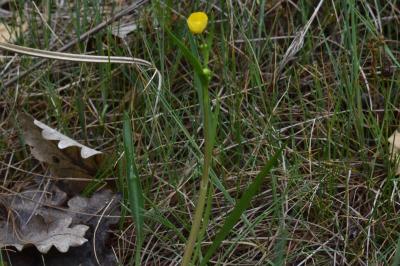 <i>Ranunculus flammula</i>