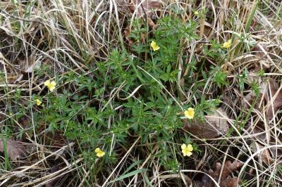 <i>Potentilla erecta</i>