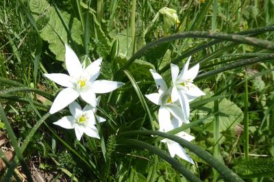 <i>Ornithogalum divergens</i>