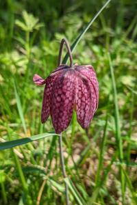 <i>Fritillaria meleagris</i>