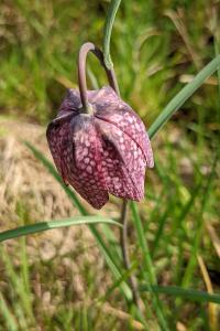 <i>Fritillaria meleagris</i>