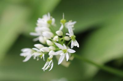 <i>Allium ursinum</i>