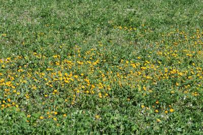 <i>Calendula arvensis</i>