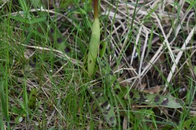 <i>Orchis mascula</i>