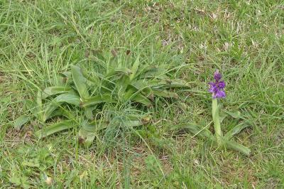 <i>Orchis mascula</i>