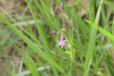<i>Lychnis flos-cuculi</i>