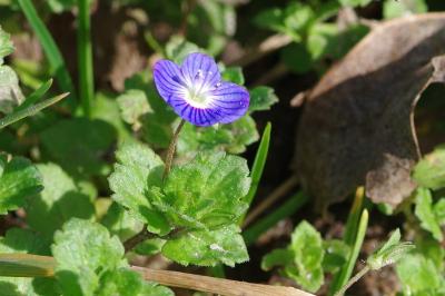 <i>Veronica chamaedrys</i>