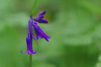 <i>Hyacinthoides non-scripta</i>