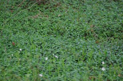 <i>Vinca minor</i>