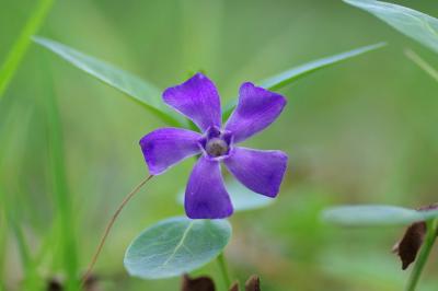 <i>Vinca minor</i>