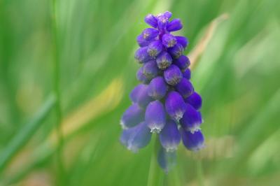 <i>Muscari neglectum</i>