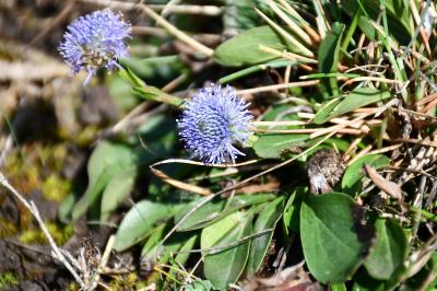 <i>Globularia bisnagarica</i>