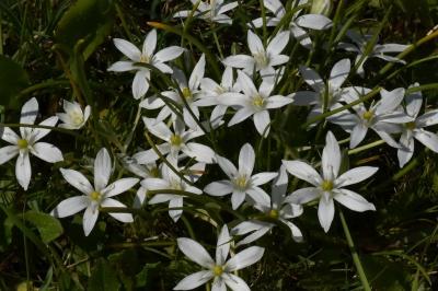 <i>Ornithogalum divergens</i>