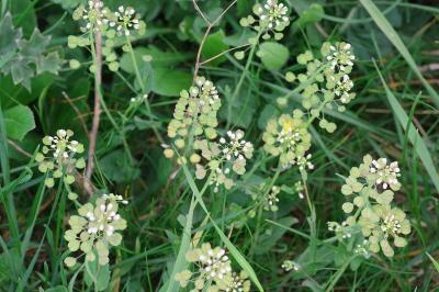 <i>Microthlaspi perfoliatum</i>