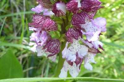<i>Orchis purpurea</i>