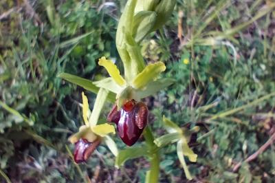 <i>Ophrys aranifera</i>