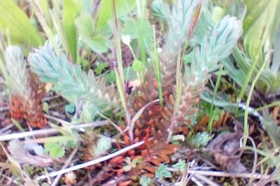 <i>Petrosedum rupestre</i>