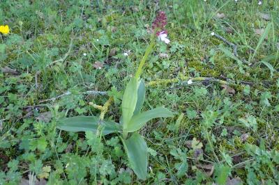 <i>Orchis purpurea</i>