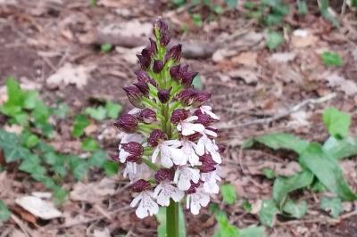 <i>Orchis purpurea</i>
