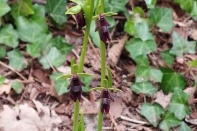 <i>Ophrys insectifera</i>
