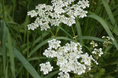 <i>Chaerophyllum temulum</i>