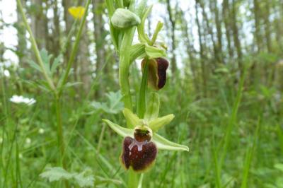 <i>Ophrys aranifera</i>