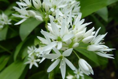 <i>Allium ursinum</i>