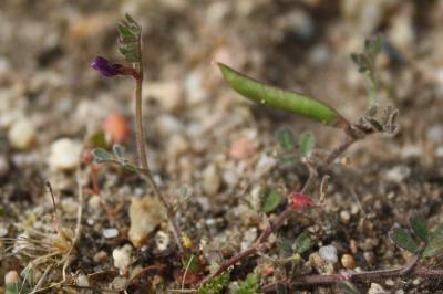 <i>Vicia lathyroides</i>