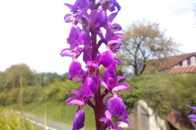 <i>Orchis mascula</i>