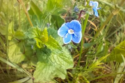 <i>Veronica</i>