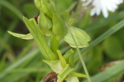 <i>Ophrys aranifera</i>