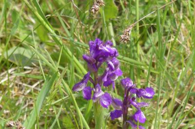 <i>Anacamptis morio</i>