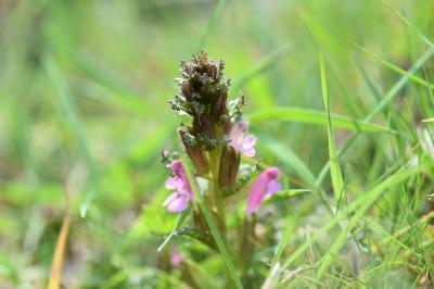 <i>Pedicularis sylvatica</i>