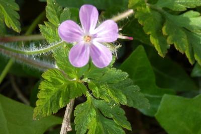 <i>Geranium robertianum</i>
