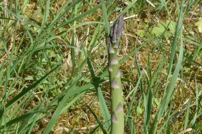 <i>Asparagus acutifolius</i>