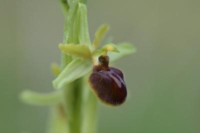 <i>Ophrys aranifera</i>