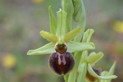 <i>Ophrys aranifera</i>