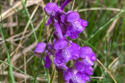 <i>Anacamptis morio</i>