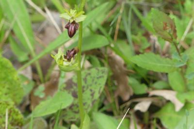 <i>Ophrys aranifera</i>