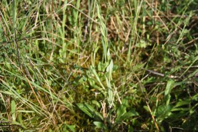 <i>Turritis glabra</i>
