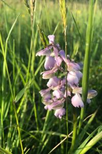 <i>Anacamptis morio</i>