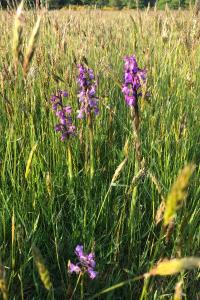 <i>Anacamptis morio</i>