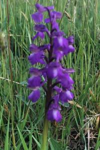 <i>Anacamptis morio</i>