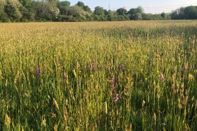 <i>Anacamptis morio</i>